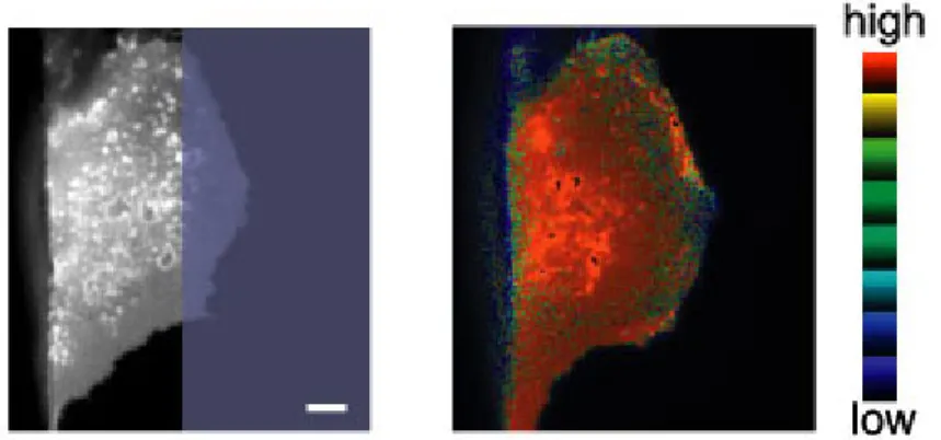 図 3 EGF 受容体を過剰に発現させた COS 細胞においてみられた Ras タンパク質活 性化の伝播