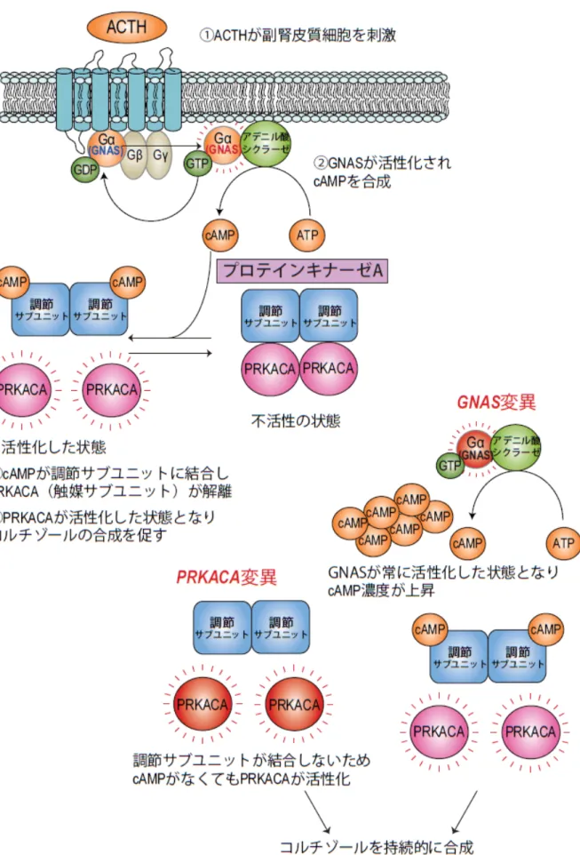 図 2   コルチゾールの合成経路と、 PRKACA/GNAS 変異