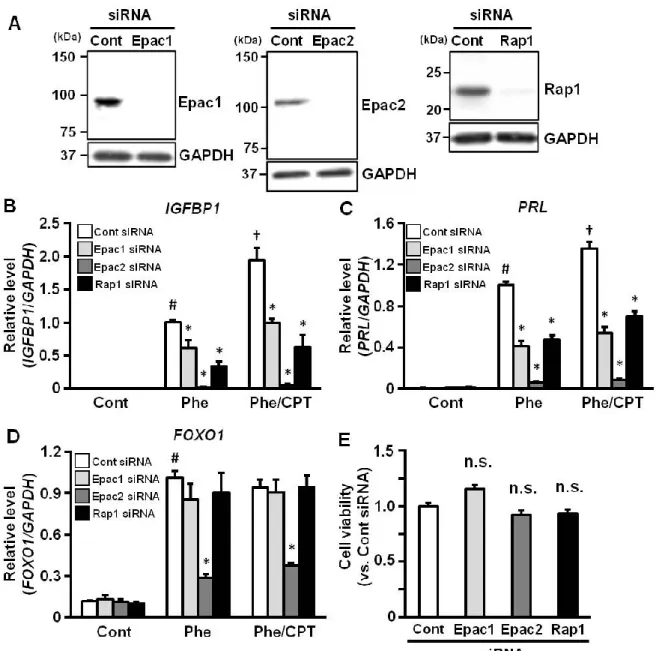 Figure  4.  Epac1,  Epac2  or  Rap1  knock-down  inhibits  cAMP  analogs-induced  decidual  markers  expression in ESCs 