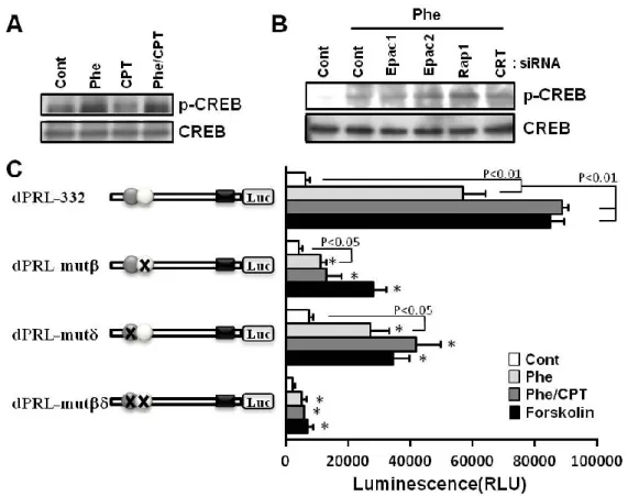 Figure 7. Epac-mediated C/EBP promotes transcriptional activity of PRL 