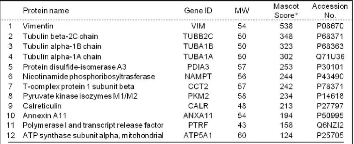Table 1. The candidates of Epac2 downstream factors identified by proteomic analysis 