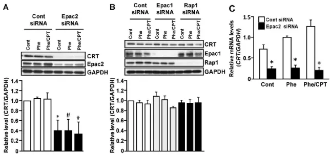 Figure 8. CRT expression is down-regulated by knock-down of Epac2, but not Epac1 or Rap1 
