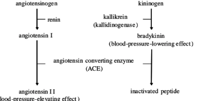 Fig.  2    Renin-angiotensin  system  and  kallikrein-kinin  sistem. 