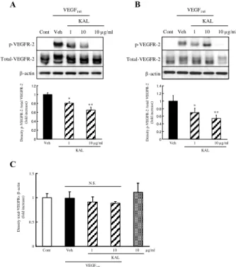Fig.  7    Effects  of  kallidinogenase  on  VEGF-induced  migration of HUVECs and HRMECs