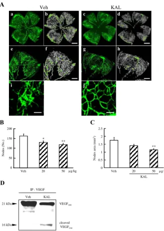 Fig. 11    The inhibitory effect of kallidinogenase for retinal  neovascularization in a murine OIR model