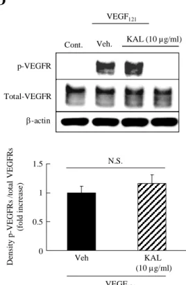Fig. 13    The effect of kallidinogenase on VEGF 121 -induced  proliferation,  migration,  and  the  phosphorylation  of  VEGFR-2