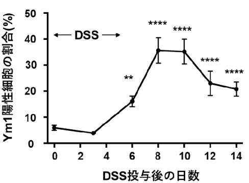 図  ３  Ym1 陽性単球は大腸炎の回復期に増加する 