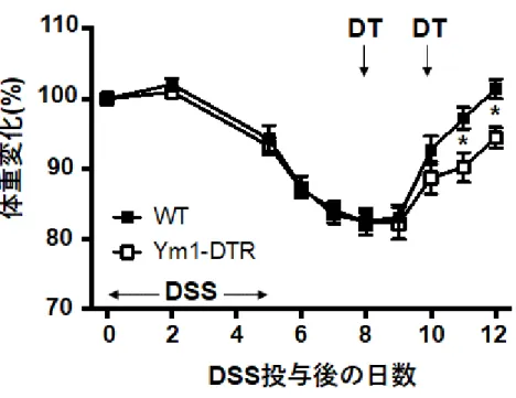 図  4  Ym1 陽性単球がいないと DSS 誘導大腸炎の回復が遅延する。 
