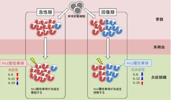 図  5  炎症の回復期に骨髄で増加する Ym1 陽性単球 