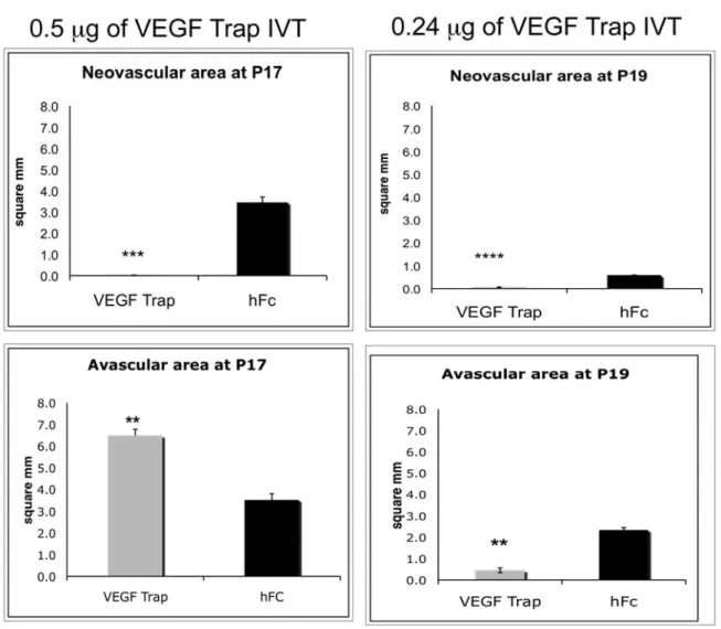 図 2.6.2- 7  OIR マウスにおける VEGF Trap 硝子体内投与後の網膜の病的な血管新生及び 血管再生