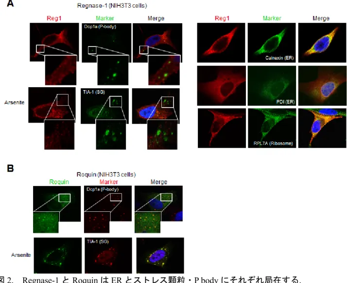 図 2.  Regnase-1 と Roquin は ER とストレス顆粒・P body にそれぞれ局在する. 