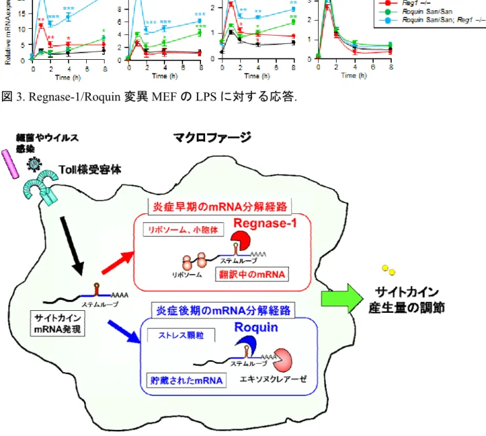 図 4. Regnase-1 と Roquin のサイトカイン mRNA 分解機構モデル. 