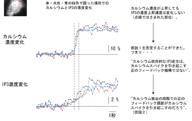 図 4 急激なカルシウム濃度上昇と IP 3 濃度変動