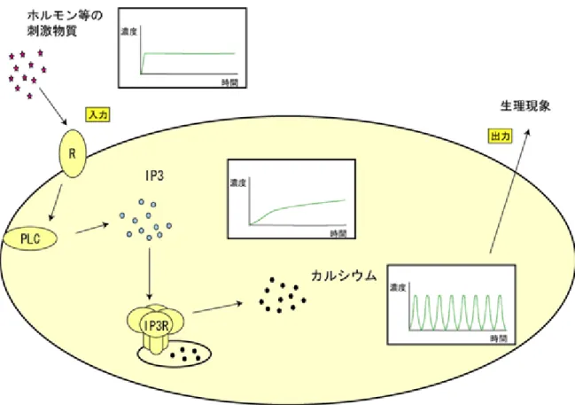 図 6 今回の研究で明らかになった細胞内での情報の変換の様子（模式図） スパイク状に急峻な濃度変化を起こすカルシウムに比べ、 IP 3 が比較的ゆっくりと濃 度変化することから、その下流で働く IP 3 受容体によってアナログ的な IP 3 シグナルが カルシウムスパイクというパルスシグナルに変換されていることが示された。このこ とから IP 3 受容体が細胞内情報伝達系による情報符号化の際に極めて重要な役割を担 っていることがわかった。