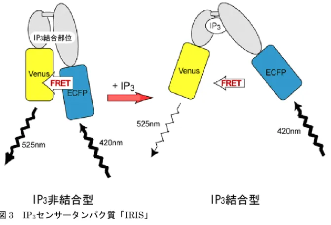 図 3 IP 3 センサータンパク質「 IRIS 」