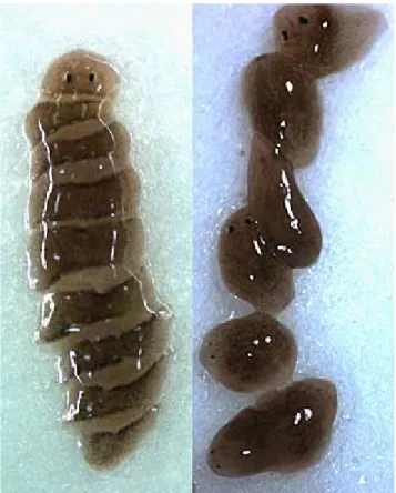 図 2 プラナリアは身体を細かく切られても（左） 、それぞれの断片が 1 週間ほどで それぞれ 1 個体に再生する（右） 。