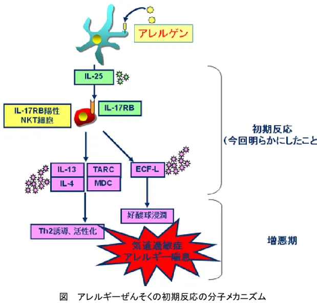 図  アレルギーぜんそくの初期反応の分子メカニズム