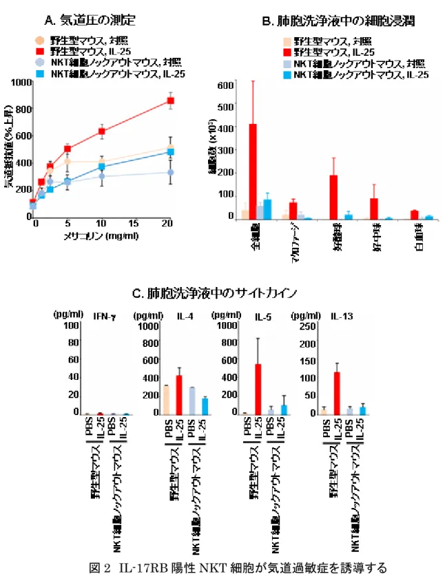 図 2 IL-17RB 陽性 NKT 細胞が気道過敏症を誘導する