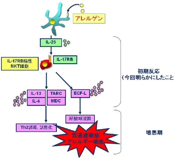 図 3 新しく明らかにしたアレルギー性ぜんそくにいたる 気道過敏症発症の概念図