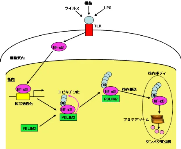 図 2 PDLIM2 が NF-κB を不活性化するメカニズム