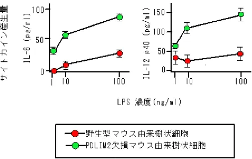 図 3 PDLIM2 欠損マウス由来の樹状細胞と野生型樹状細胞の比較