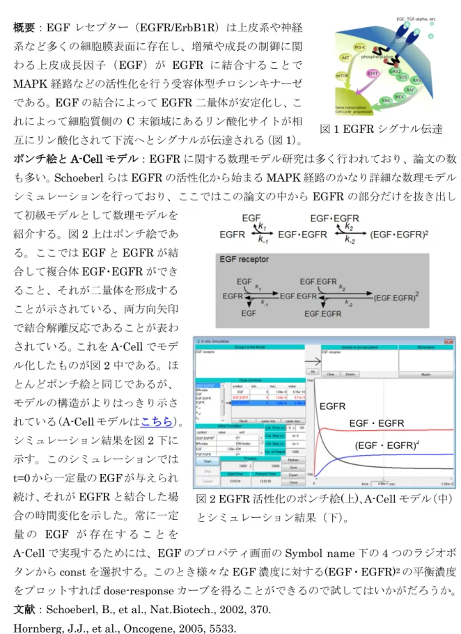 図 2 EGFR 活性化のポンチ絵 ( 上 ) 、 A-Cell モデル（中） とシミュレーション結果（下） 。EGFR  EGF ・ EGFR (EGF・ EGFR) 2図1 EGFR シグナル伝達