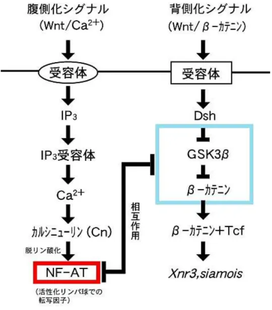 図 5  二胚軸形成〔背側化（神経化） ・腹側化〕の決定に関わる模式図 