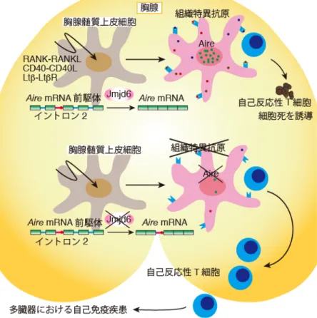 図 5  Jmjd6 による自己免疫寛容を誘導する分子メカニズム