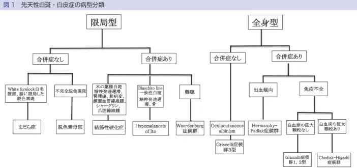 図 1 先天性白斑・白皮症の病型分類 図 2 後天性白斑・白皮症の病型分類 の尋常性白斑患者で家系内発症がみられることより， 以前より遺伝的な関与が示唆されている 3）〜5） ．非分節 型に含まれる汎発型には甲状腺に対する抗サイログロ ブリン抗体や抗ペロキシダーゼ抗体が出現すること， 悪性貧血・I 型糖尿病の合併，抗核抗体陽性症例が多 くみられ，この疾患が広義の自己免疫疾患であること の根拠となっている．最近 Spritz らのグループは，こ れらの合併が染色体 17p13 における一塩基多型に起因し，その
