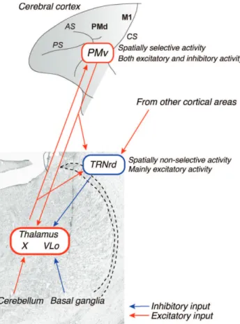 Fig. 7. Summary diagram showing the cortico-thalamic circuits around the TRN and subcortical structures