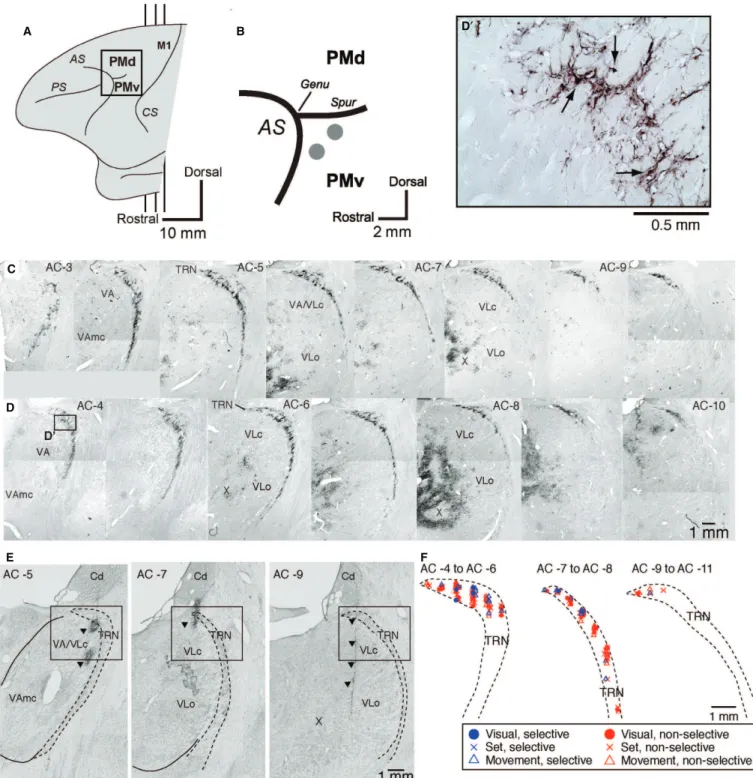 Fig. 2. Sites of rabies injections in the PMv, distribution of rabies-labeled neurons in TRN, histological reconstructions of recording sites, and locations of visual-, set-, and movement-related neurons