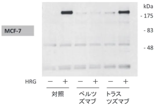 図 4　HER2 リン酸化に対する作用（in vitro）