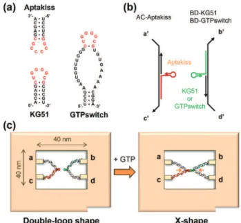 Fig. 1 Single-molecule observation system for investigation of the interaction of kissing RNA aptamers using a DNA frame