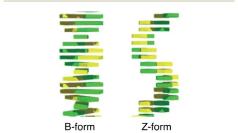 Fig. 1 Diﬀerent stacking conformation in B-form DNA and Z-form DNA.