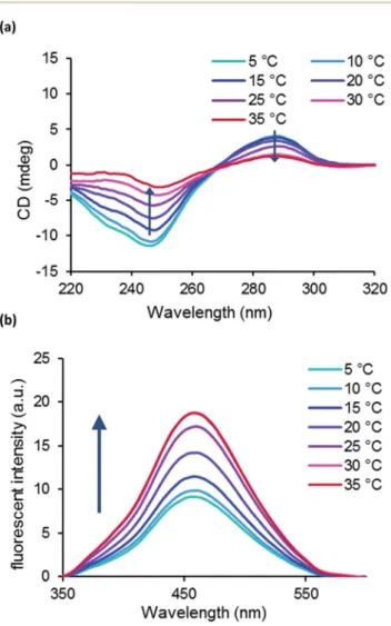 Fig. 5 Conformational changes of ODN10 at various temperatures. (a) Observation of the B–Z transition by CD spectroscopy