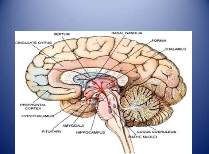 Figure 1   Parts of the Brain (Gadye, 2018, p. 4). 