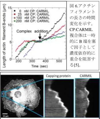 図 7.  細胞内の Capping protein と CARMIL の局在 を光の強度で示す。膜の突出・縮退に関わらず、 Capping  protein は 常 に膜付近に 局在するが、 CARMIL は膜が突出する時にのみ局在する[5]。 図6.アクチンフィラメントの長さの時間 変化を示す。 CP:CARMIL複合体は一時的にB端を塞ぐ因子として濃度依存的に重合を阻害する[5]。 