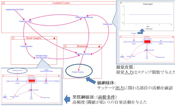 図 3: 実装した衝動性眼球運動に関わる構造的ネットワーク．各脳部位には定性ニューロンが実装されている． 図 4: 黒質網様部の閾値と上丘の閾値の定性的大小関 係による橋網様体の活動パターンの変化．閾値はそれ ぞれ 1, 2, 3 の組み合わせ． 3.2 SEM に関わる神経基盤 SEM の形成には，大脳皮質，大脳基底核，脳幹がそ れぞれ関与し，大脳皮質では視覚皮質・ LIP 野・前頭 眼野・補足眼野，大脳基底核では尾状核・黒質網様部， 脳幹では上丘・橋網様体が関わっていることが知られ ている [Goldb