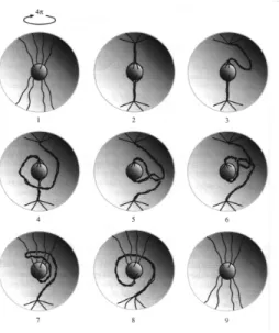 図 A.1: SU(2) トポロジーの図示： 4π 回転後紐はステップ 3-8 を実行することによりほぐすことができ る。 2π 回転ではほぐすことがでない。 C.W. Misner, K.S.Thorne and J.A Wheeler, Gravitation (W.H Freeman 1973)