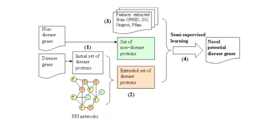 Fig. 1 Semi-supervised learning framework for disease gene prediction.