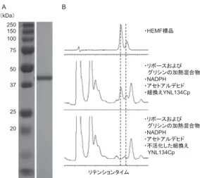 図 5 ． Z. rouxii における YNL134C オルソログ遺伝子の機能． （ A ） Z. rouxii YNL134C オルソログ遺伝子破壊株の HEMF 生産性．