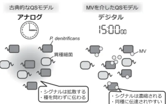 図 1 ．古典的な QS モデルと MV を介した QS モデル