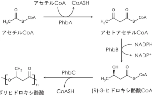 図 3 ．紅色非硫黄細菌の PHB 代謝概要図