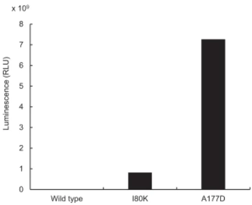 図 5 ． MpLUC の I80K と A177D の 活 性（ 発 光 ） 比 較． LB 液 体培地 1 ml から得られた粗酵素液の Luminescence を発光スペ クトルで測定した 13) ．