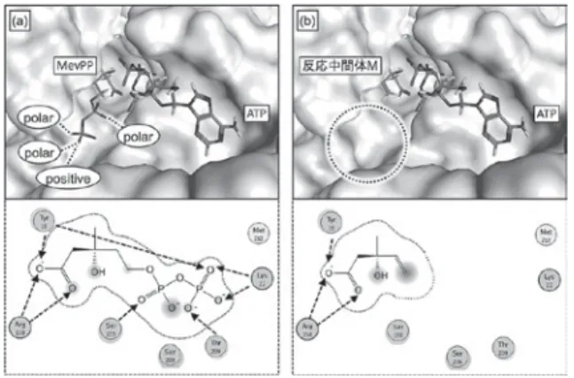 図 3 ．（ a ） MevPP または（ b ）反応中間体 M と ATP が結合した MVD モデル図と，基質と各アミノ酸残基との相互作用図．