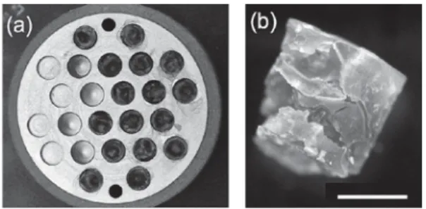 図 1 ．（ a ） 1 年間宇宙に曝露されたアルミ板（直径 2 mm ）を 上部から撮影．円柱状の穴が複数あいており，その中に異な る量の乾燥菌体が充填されている．（ b ）アルミ板の穴に充填 された Deinococcus 属細菌の乾燥菌体を取り出し撮影． Bar =  1 mm ． 図 2 ．たんぽぽの微生物曝露実験の結果のまとめ．アルミ板断 面の模式図を示す． 100 ȝm の厚さの菌凝集体は死滅するが， 500 ȝm 以上の厚みがあれば表層下の菌体は生存可能である
