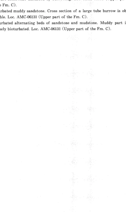 Fig. 2ヽ. Laminated sandy mudstone containing large vertical tube burrow. Lamina‑