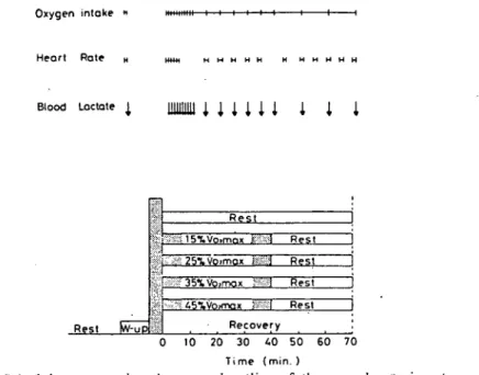 Fig. 3. Schedule representing the ａｅneralｏｕt】ine of the second experiment.