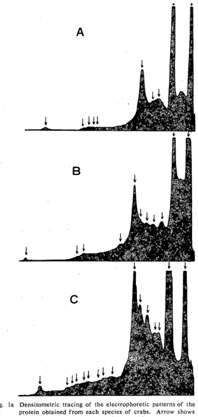 Fig. la Densitometric tracing of the electrophoretic patterns of the muscular      protein obtained from each species of crabs