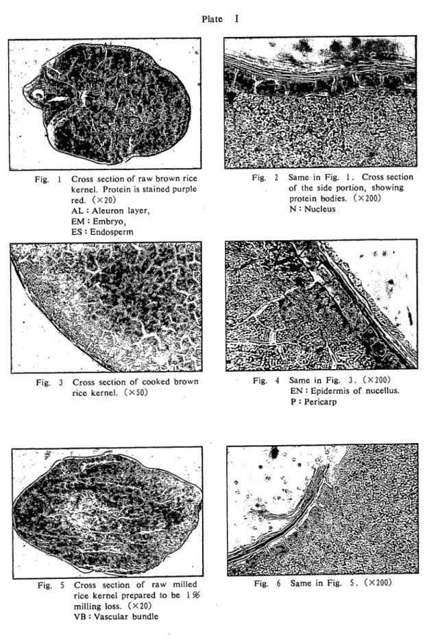 Fig. 1 Cross section of raw brown rice      kernel. Protein is stained purple      red